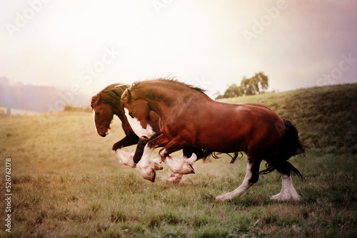 Shire Horse in Autum Light