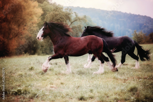 Φωτογραφία Shire Horse in Autum Light