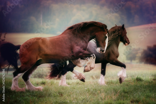 Shire Horse in Autum Light