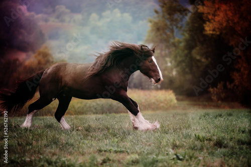 Shire Horse in Autum Light photo