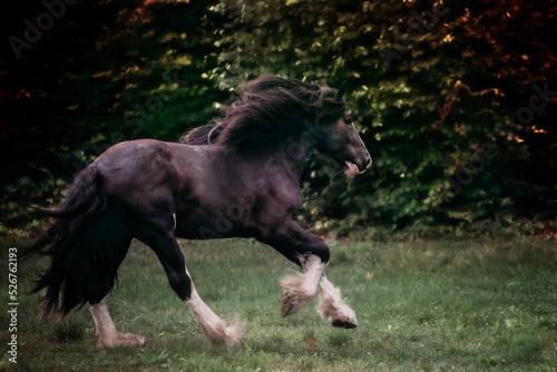 Shire Horse in Autum Light © Sandra