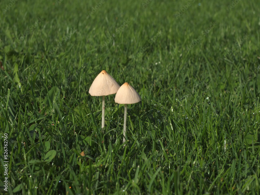 Toadstool on the grass