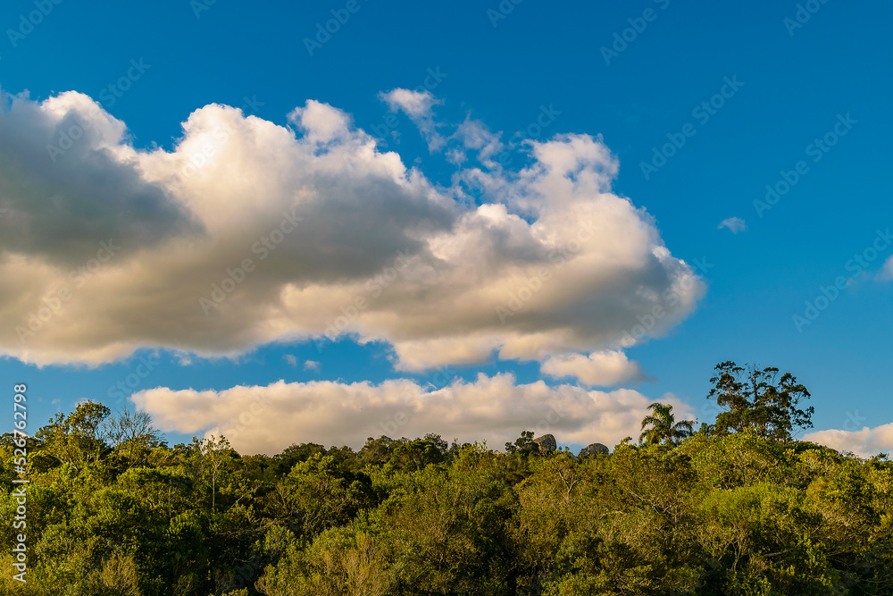 Meadow landscape scene