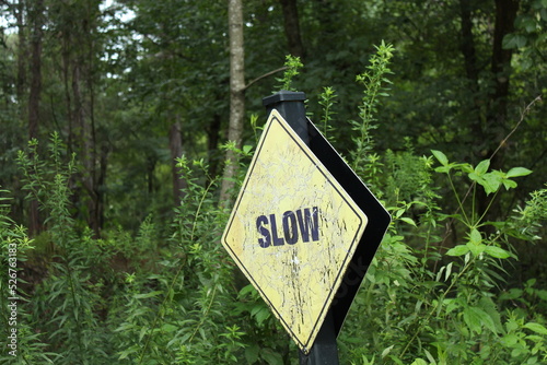 Slow signal in forest