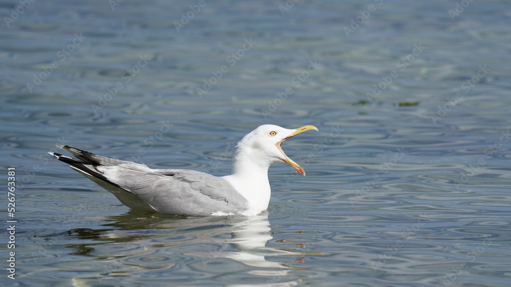 crying bird