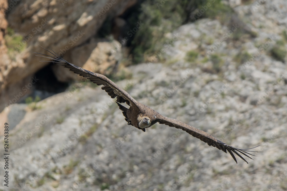 Vulture
Alas
Segovia Vulture
Alas
Segovia