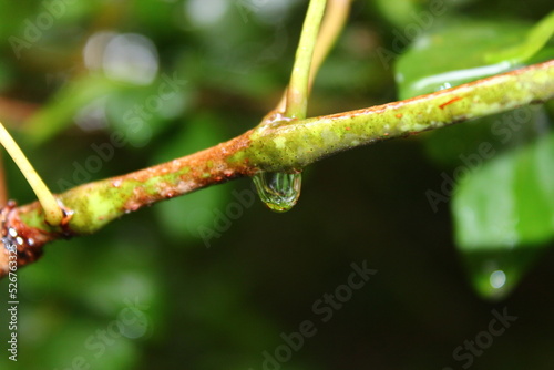Water drop on stick
