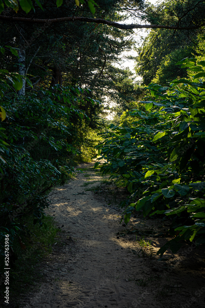 A narrow trail leading through a thicket of trees