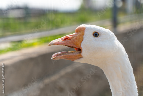 Fototapeta A white goose close-up, a head with an orange beak and a tongue with sharp teeth