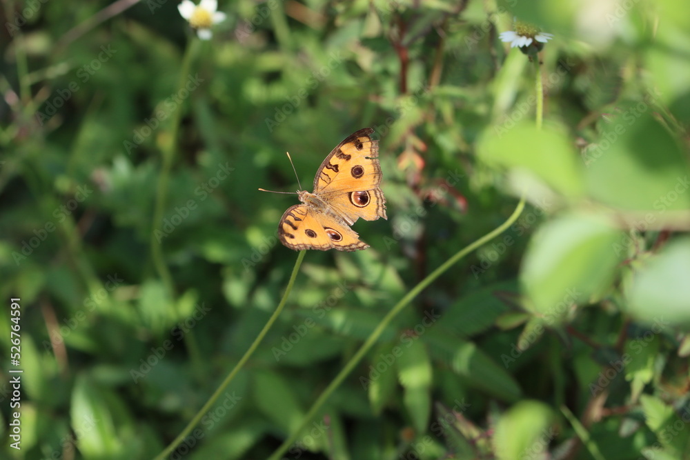 Obraz premium Cambodia. Junonia almana, the peacock pansy, is a species of nymphalid butterfly found in Cambodia and South Asia.