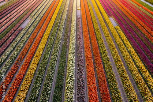 Photography Tulips fields in Netherlands during the spring time