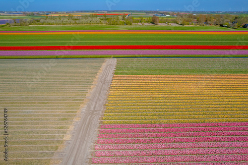 Tulips fields in Netherlands during the spring time