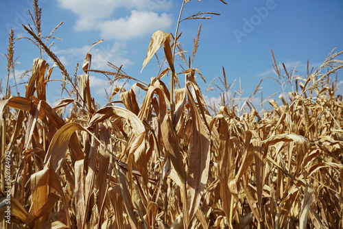 Corn crops damaged by drought