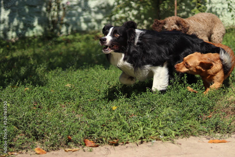 3 dogs chasing and running together 3 dogs chasing and running together