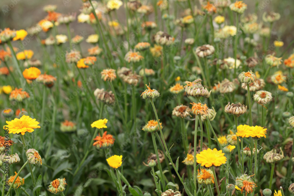 Colorful withered marigold blossoms (Calendula officinalis) and seeds in fall. Colorful withered marigold blossoms (Calendula officinalis) and seeds in fall.