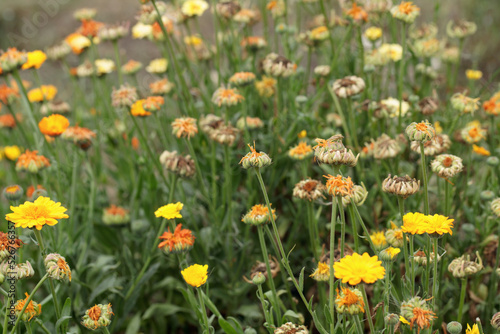 Colorful withered marigold blossoms (Calendula officinalis) and seeds in fall. photo