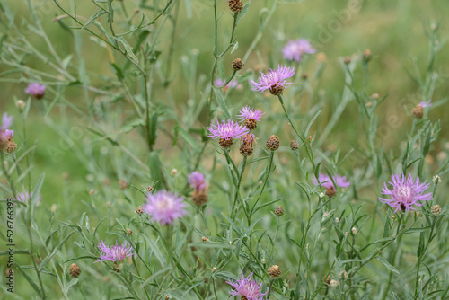 Pink blossoms of brown knapweed (Centaurea jacea).
