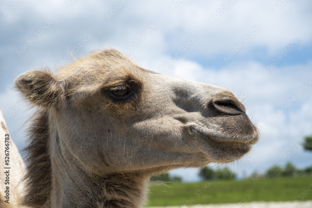 Fototapeta premium Portrait of a camel against a cloudy sky behind a wooden fence.