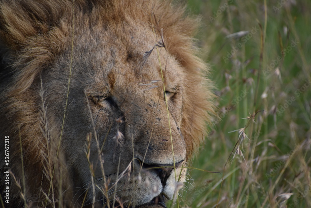 Fototapeta premium lion in the grass at maasai Mara