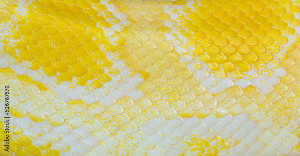 Foto de golden yellow python skin texture,close up view of golden ...