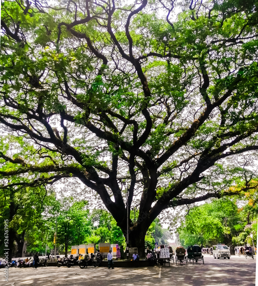 Obraz premium trees in the park