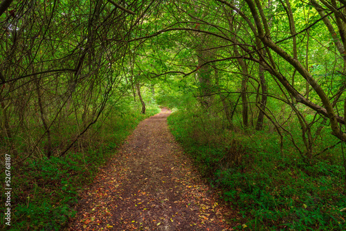Wallpaper Mural Path in the green dense summer forest Torontodigital.ca