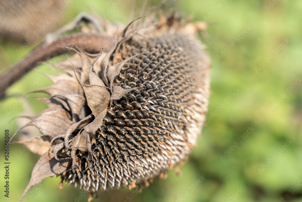 Dried ripe sunflower in the autumn field. Ripened dry sunflower ready for harvesting. Dried ripe sunflower in the autumn field. Ripened dry sunflower ready for harvesting.