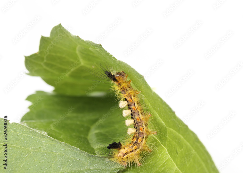 Fuzzy caterpillar on leaf. Side profile or rusty tussock moth