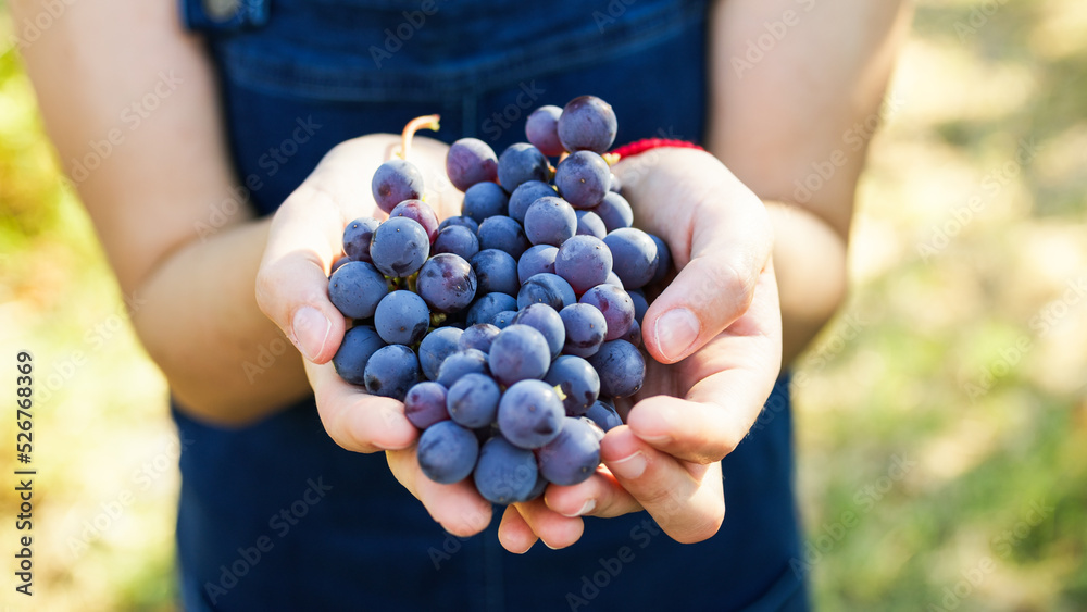 Holding bunches of red grapes in hand Holding bunches of red grapes in hand