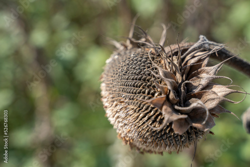 Dried ripe sunflower in the autumn field. Ripened dry sunflower ready for harvesting.