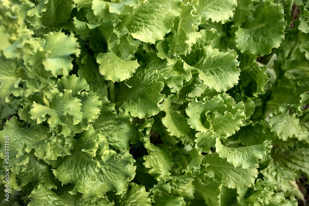 green leaves background green leaves background