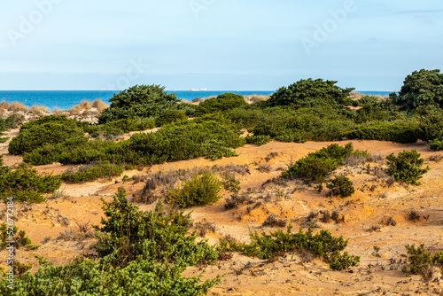 sand dunes that give access to La Barrosa beach in Sancti Petri  Cadiz  Spain