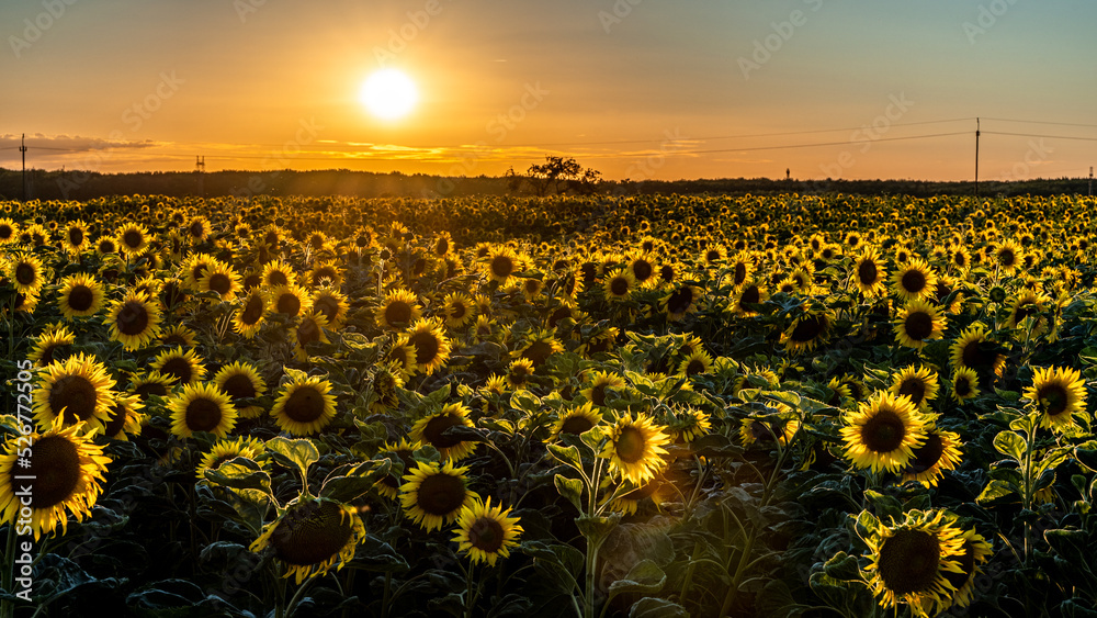 Obraz premium wschód słońca, zachód słońca, sunrise, sunset, pola, wieś, cuntry, słoneczniki, polska