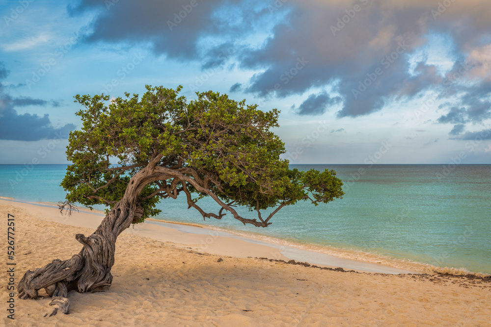 Divi Divi tree on beach