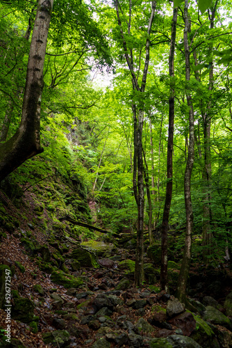 緑生い茂る山道