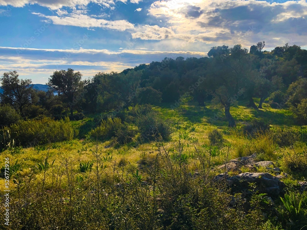 Fototapeta premium landscape with sky