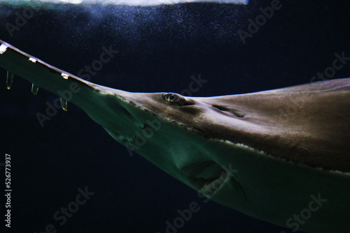 Sawtooth shark in water photo