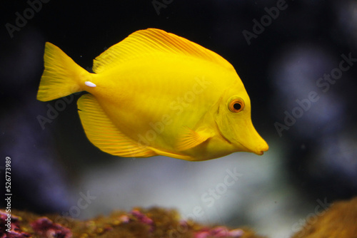Photography yellow fish in water