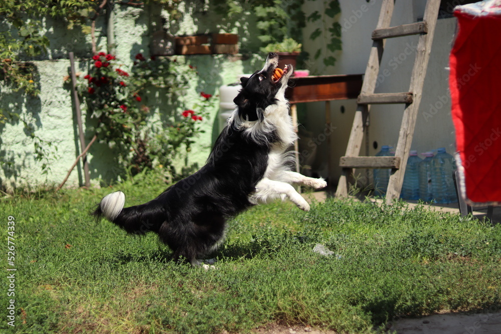 border collie dog catching a ball in the yard making a funny face