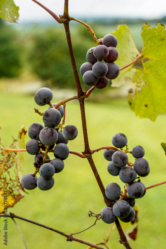 Purple grapes hanging on an arbor. Purple grapes hanging on an arbor.