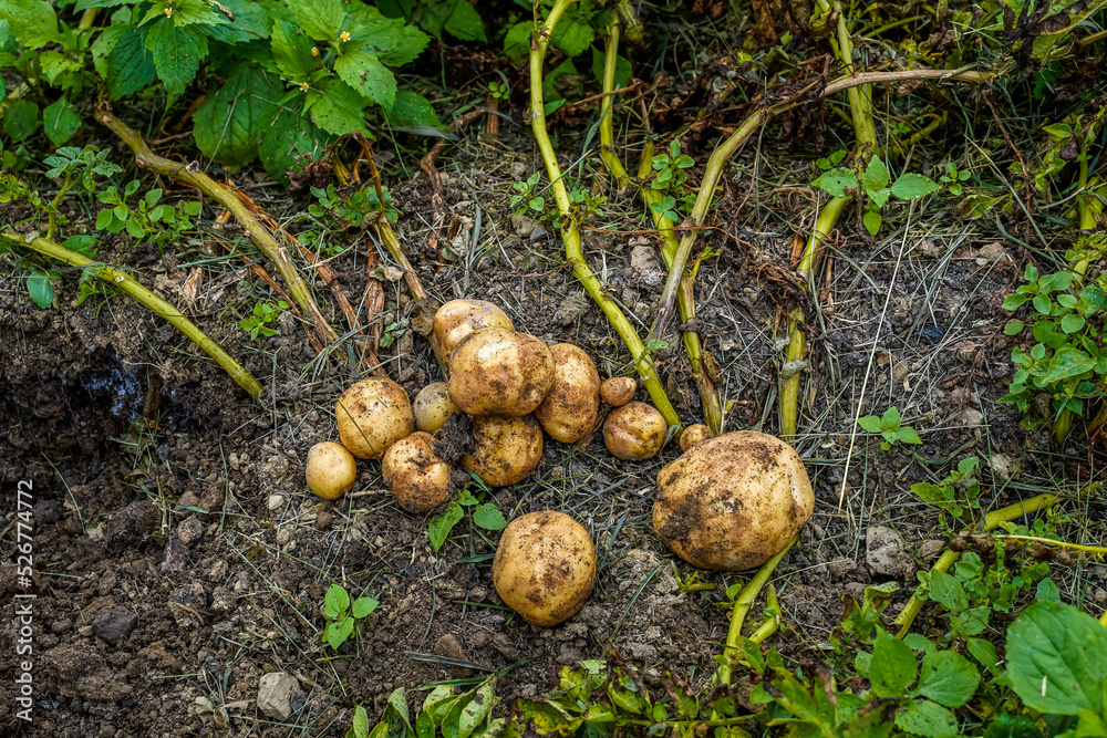 Potatoes freshly picked from the ground. Roots, potatoes, weeds, and dirt. Potatoes freshly picked from the ground. Roots, potatoes, weeds, and dirt.