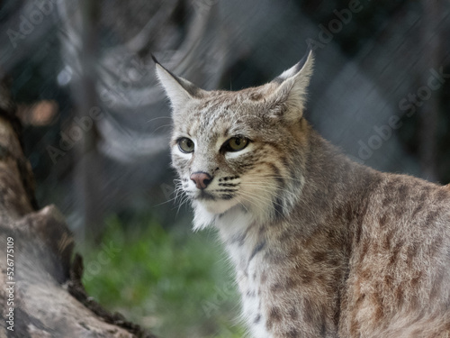 Bobcat looking through fence © Chris