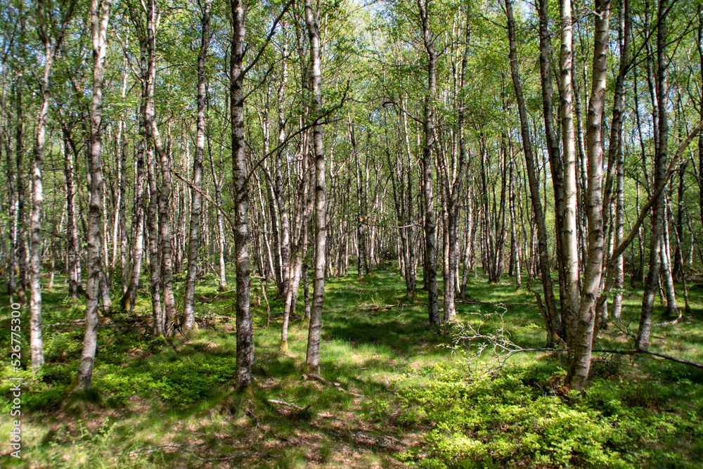 Obraz premium Das Rote Moor