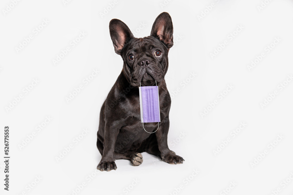 Adorable, sitting black puppy in full growth with a medical mask. isolated