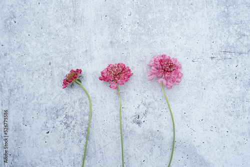 Trio of pink scabiosa flowers on a concrete background. Space for text. 