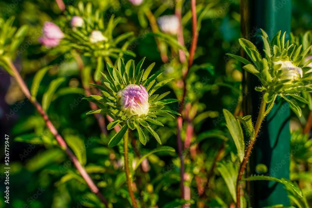 Pink aster flowers beginning to bloom in an outdoor garden space.