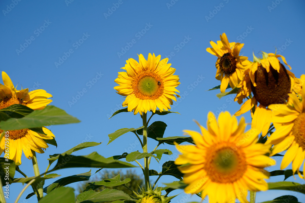 Sunflower field in Western Pennsylvania. Sunflowers at various stages. Blue sky and bees. Sunflower field in Western Pennsylvania. Sunflowers at various stages. Blue sky and bees.