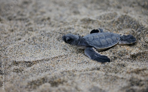 Small Green sea turtle (Chelonia mydas) walking on the sand beach in closeup photo