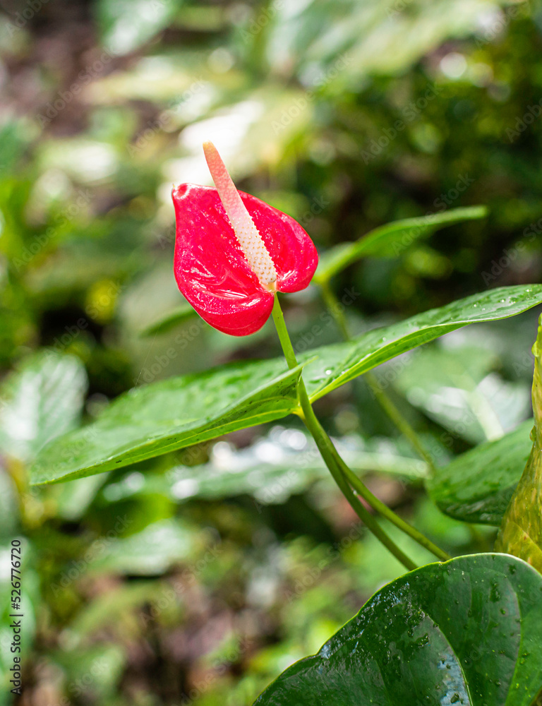 Red in Sea of Green