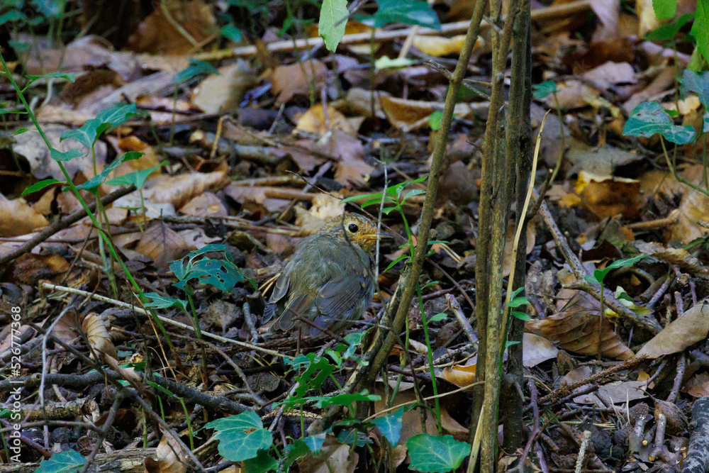 Rotkehlchen versteckt hinter zweigen Rotkehlchen versteckt hinter zweigen